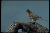 : Carpodacus mexicanus; House Finch