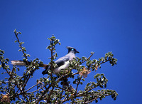 : Coua cristata; Crested Coua