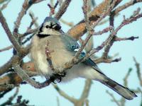 : Cyanocitta cristata; Blue Jay