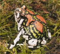 : Scaphiophryne gottlebei; Gottlebe's Narrow-mouthed Frog