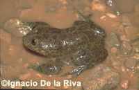 : Telmatobius marmoratus