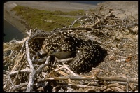 : Pandion haliaetus; Osprey