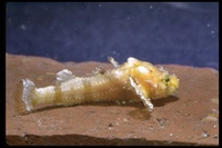 : Odontopyxis trispinosa; Pygmy Poacher