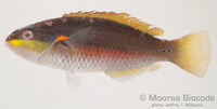 : Stethojulis bandanensis