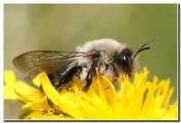 : Andrena vaga