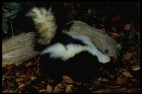 : Mephitis mephitis; Striped Skunk