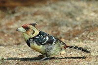 : Trachyphonus vailantii; Crested Barbet