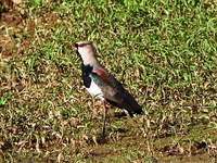 : Vanellus chilensis; Southern Lapwing