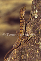 : Basiliscus vittatus