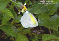 : Eurema daira; Barred Yellow Butterfly