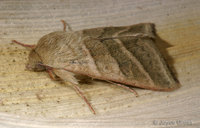 : Heliothis virescens; Tobacco Budworm Moth
