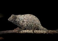 : Rhampholeon brevicaudatus; East African Dwarf Chameleon