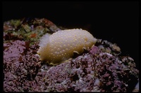 : Cadlina luteomarginata; Yellow-edged Cadlina