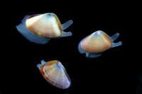 : Donax gouldii; Gould Bean Clam