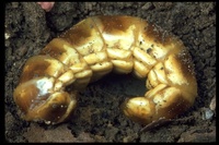 : Zarhipis sp.; Glow Worm