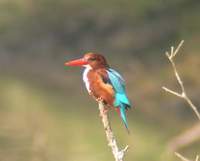 White-throated Kingfisher (Halcyon smyrnensis) 2004. december 28. Bharatpur, Keoladeo Ghana Nati...