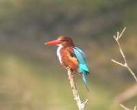 ...White-throated Kingfisher (Halcyon smyrnensis) 2004. december 28. Bharatpur, Keoladeo Ghana Nati