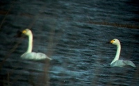 Tundra Swan - Cygnus columbianus bewickii - Cisne chico - Cigne petit