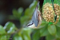 Wood Nuthatch - Sitta europaea