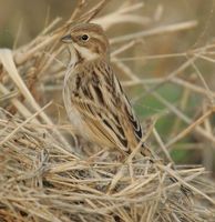 Pallas's Bunting » Emberiza pallasi