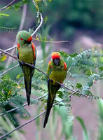 Red-fronted Macaw, Ara rubrogenys. Photo by Lelis Navarrete