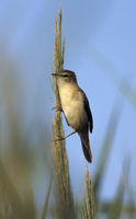 Paddyfield Warbler [Acrocephalus agricola]