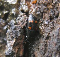 ヨツボシケシキスイ Librodor japonicus