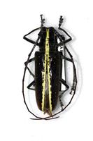 Taeniotes scalatus