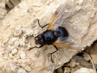 Mesembrina meridiana
