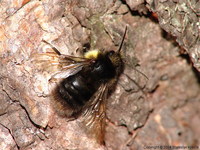 Dasypoda argentata