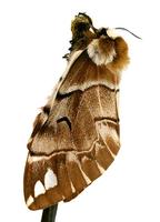 Endromis versicolora - Kentish Glory