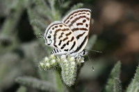 Tarucus rosaceus - Mediterranean Blue