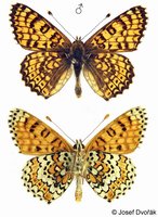 Melitaea cinxia - Glanville Fritillary