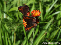 Erebia euryale - Large Ringlet