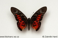 Graphium ridleyanus