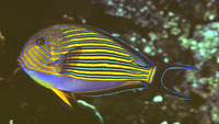 Acanthurus lineatus, Lined surgeonfish: fisheries, aquarium