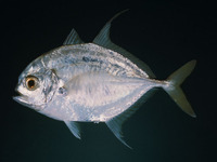 Carangoides hedlandensis, Bumpnose trevally: fisheries, gamefish