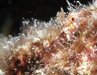 Enneanectes altivelis, Lofty triplefin: aquarium