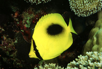 Chaetodon speculum, Mirror butterflyfish: fisheries, aquarium