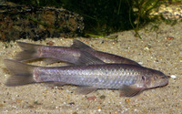 Garra barreimiae barreimiae, :