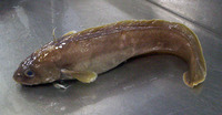 Muraenolepis orangiensis, Patagonian moray cod: fisheries