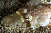 Onigocia oligolepis, Large-scale flathead: