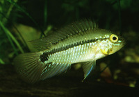 Apistogramma commbrae, Corumba cichlid: aquarium