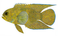 Paraplesiops meleagris, Blue devil: fisheries, aquarium