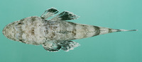 Rogadius serratus, Serrated flathead: