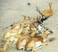 Image of: Antilope cervicapra (blackbuck)