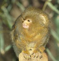Image of: Callithrix pygmaea (pygmy marmoset)