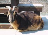 Image of: Capra hircus (domestic goat)