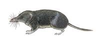Image of: Myosorex varius (forest shrew)
