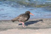 Haematopus fuliginosus - Sooty Oystercatcher